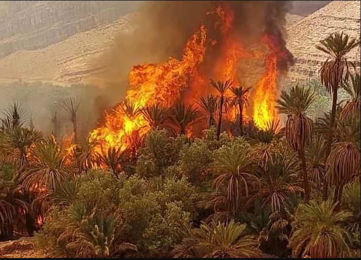 فتح تحقيق في حريق دمر واحة للنخيل بطاطا